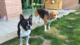 Boston Terrier VS Beagle GoPro 4 Hero [upl. by Kiker685]