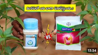 Nativo vs Costodia wich fungicide best Nativo Costodia Best fungicide for chilli karunyaagricu [upl. by Erlene451]