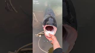 The Incredible Bighead Carp Weighing Dozens of Kilograms  Giant Freshwater Fish shorts fishing [upl. by Raye395]