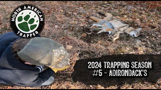 2024 Trapping Season 5  ADIRONDACK MTNS  North American Trapper [upl. by Iinde469]