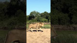 Ntsevu Male Lions Reunite [upl. by Niwrud]