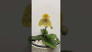 Paphiopedilum Concolor Chlorophyllum [upl. by Ahsitan]