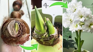 4 Methods to Plant Amaryllis Hippeastrum Bulbs  Which One Grows Fastest Part 1 Turn on CC [upl. by Anaiviv429]