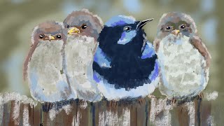 Fairy wren painting  ipad art timelapse [upl. by Touber46]