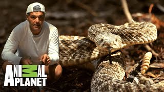 Conoce a la serpiente cascabel diamante occidental  Wild Frank en California  Animal Planet [upl. by Oralee]