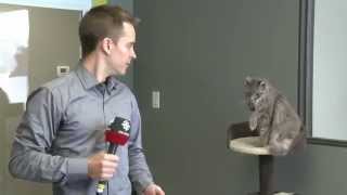 CBC reporter interrupted by cat [upl. by Raman]