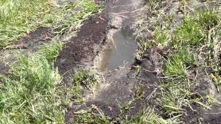 Drain Field Repair by quot1 SepticTankquot Company  Part I [upl. by Noroj]