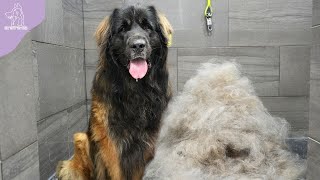 His First EVER Groom  Beautiful Transformation On A Giant Leonberger Dog [upl. by Latnahs]