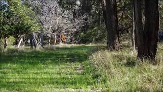 Acreage For Sale Perth Western Australia [upl. by Lyred752]