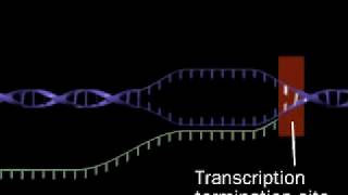 Transcription  RNA synthesis  RNA polymerase [upl. by Quinn305]