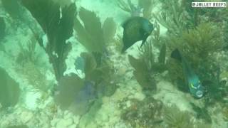 Snorkeling Delta Shoal Reef [upl. by Bolger462]