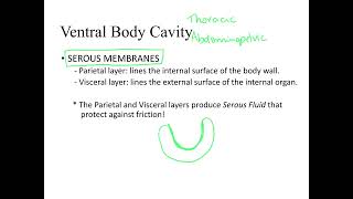 Dr Benaduce Summary Body Cavities  Parietal amp Visceral Serous Membranes [upl. by Doralia]