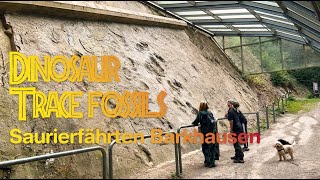 Trace Fossils Barkhausen Germany [upl. by Nemsaj749]