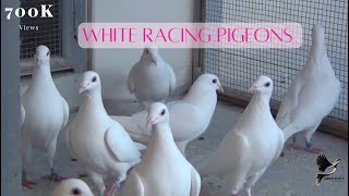 Exotic White Racing Pigeons [upl. by Cassey]