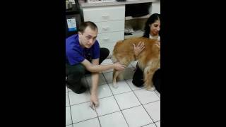 Intramuscular injection on a dog [upl. by Myrilla636]