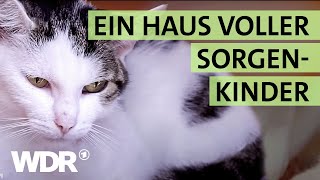 Ausgesetzt und schwer verletzt Wird die Katze überleben  S02E04  Hallo Tierheim  WDR [upl. by Rabassa]