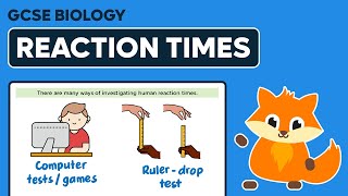 Investigating Reaction Times  GCSE Biology [upl. by Oeniri893]