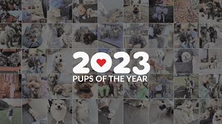 THE PUPS OF 2023 [upl. by Ahsil]