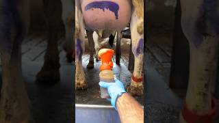 Well washed  good milk farming cleaning [upl. by Annehcu]