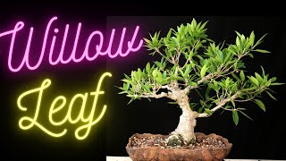 Willow Leaf Ficus Bonsai Tree Ficus Salicifolia Update on all 4 trees [upl. by Oiraved]