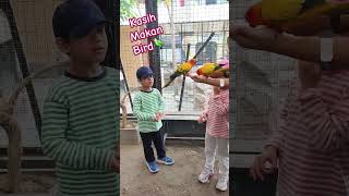 Kasih makan bird 🦜 zoo shorts youtubeshorts [upl. by Favian155]