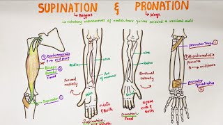 Supination and Pronation in forearm  Anatomy [upl. by Nilyaj532]