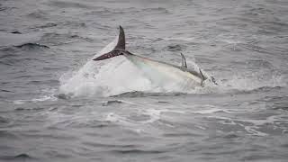 Atlantic Bluefin Tuna Thunnus thynnus south Devon 30 October 2024 [upl. by Vyner348]