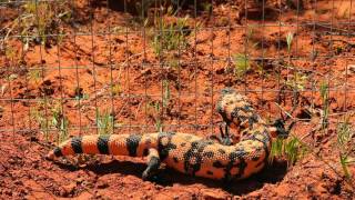 Best of Gila Monsters in the Red Cliffs Desert Reserve Utah [upl. by Nylannej]