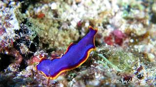 Colourful NUDIBRANCHS and Flatworms in 4K [upl. by Edwin946]