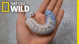 Watch a Hercules Beetle Metamorphose Before Your Eyes  Nat Geo Wild [upl. by Hescock947]