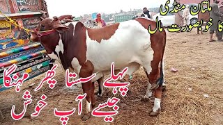 Pehly Sasta Phir Mehnga Multan Mandi Jesay Ap khush Vip Abluk Nukry Latest update Qurbani Collection [upl. by Anaher920]