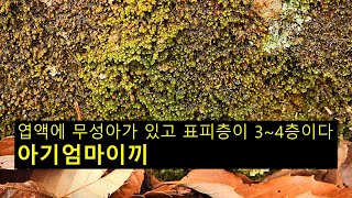 아기엄마이끼 Scapania ligulate subsp ligulta [upl. by Linette]