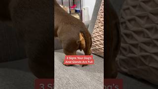 3 Signs Your Dogs Anal Glands Are Full shorts [upl. by Vaughan]