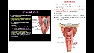 Applied anatomy of the Piriform fossa  Pyriform fossa  pyriform sinus  pyriform recess  Smuggler [upl. by Soo]