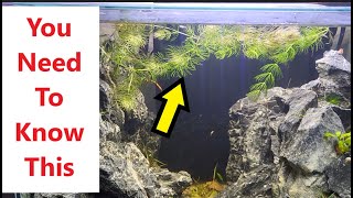 This Is What Will Happen If You Add Hornwort To Your Aquarium Fish Tank [upl. by Sum]