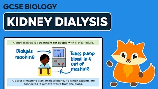 Kidney Failure Kidney Dialysis  GCSE Biology [upl. by Anerev]