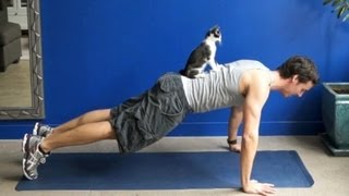 How to exercise with your cats [upl. by Antonino]