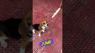 Jump training dog puppy 😀  shorts dog training viral [upl. by Fedak578]