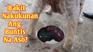 SYMPTOMS OF DOGS MISCARRIAGE  CAUSES AND TREATMENT [upl. by Blodgett385]