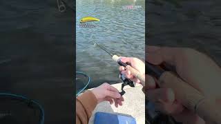 【AREA TROUT FISHING】 20241030 Part10 [upl. by Given]