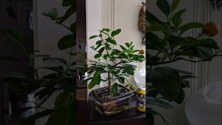 Lemon tree care and tipsbonsai lemon video viralreels [upl. by Edia]