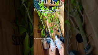 Viral Bougainvillea Unboxing 🌿  MustSee Online Plant Haul from Plant’s Lover Kolkata shortsfeed [upl. by Gene646]