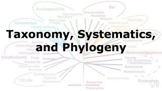 Taxonomy Systematics and Phylogeny [upl. by Eiromem]