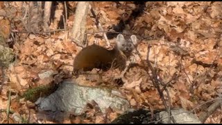 Marte  Belle surprise pendant ma chasse au chevreuil [upl. by Ultann]