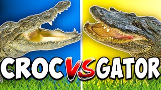 Alligator vs Crocodile Whats The Difference [upl. by Edris673]