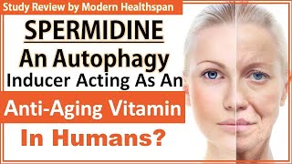 Spermidine An Autophagy Inducer Acting As An AntiAging Vitamin In Humans  Study Review [upl. by Clementine]