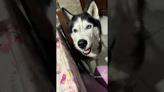 This husky speaks Italian 🤌 [upl. by Alak]