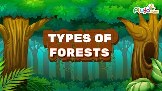 Types of Forests in India  Coniferous Evergreen Deciduous Mangrove  forests kids plufo [upl. by Analem17]