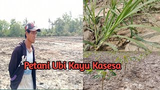 Petani Ubi Kayu Kasesa [upl. by Eitten]