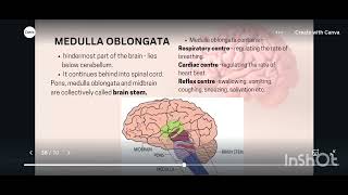 Hindbrain and Ventricle [upl. by Nyla]